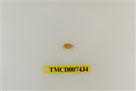 藏品(拉氏清溪蟹)的圖片